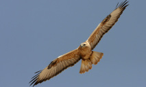 Сотрудники ландшафтного парка Днепра выходили редкую птицу