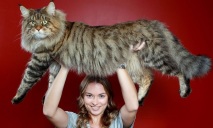 Рекордно крупный котик Украины оказался днепрянином