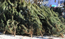 Сколько елок и сосен купили на Новый год на Днепропетровщине