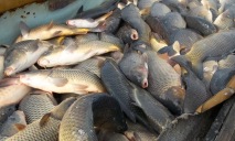 Местные браконьеры истребляют рыбу в промышленных масштабах