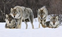 Волки из зоны АТО мигрируют на Днепропетровщину