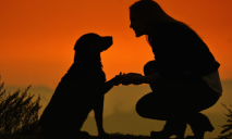 Бездомный пес из Днепра получил «счастливый билет в жизнь»