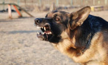 Солдаты-живодеры из Днепра травили щенка сторожевыми псами