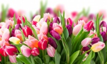 Тюльпанная феерия: жители области вплотную «взялись» за цветы