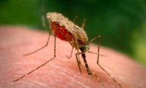 Опасная малярия: врачи предостерегли о риске заражения