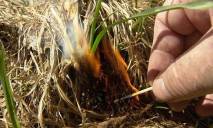 Украинцев предлагают жестоко наказывать за сжигание растительности