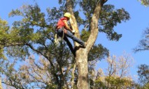 Обрезка деревьев в Днепре: реакция на петицию против «убийства» растений