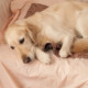 «Биомир»: помощь при беременности и родах кошек и собак