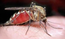 В Украине зафиксирована опасная болезнь из-за комаров