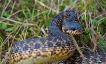 Насколько ядовиты змеи, которые нападают на людей в Днепре