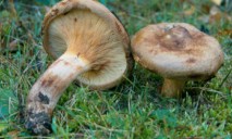 В области шесть человек отравились грибами