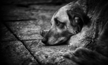 Полиция Днепра спасла собаку от жестоких издевательств