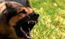 В Днепре собаки нападают на людей, проходящих мимо в медучреждения