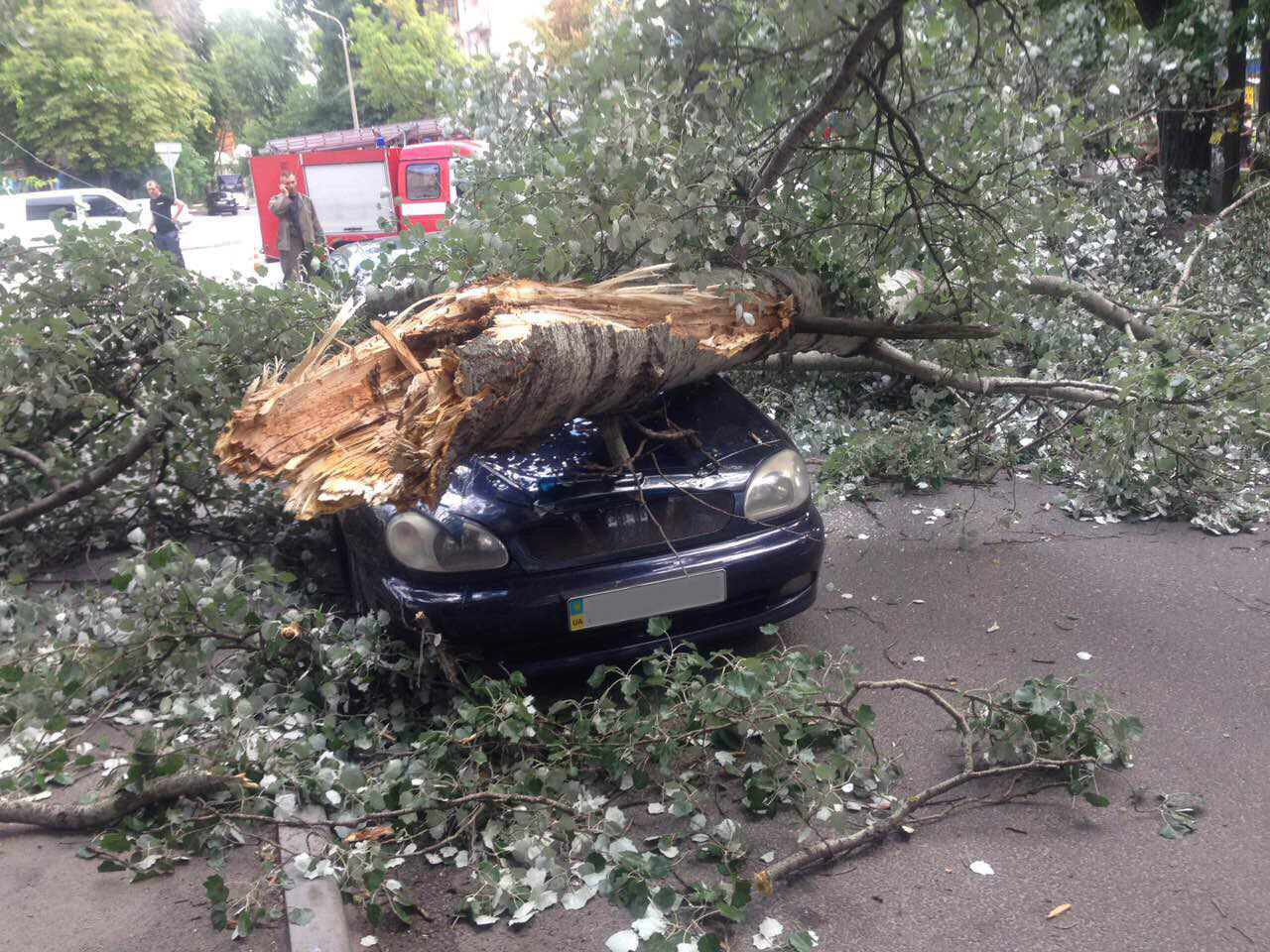 Новости Днепра про В Днепре дерево раздавило машину