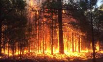 Почти все лесные пожары — из-за человека