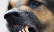 Внимание, нападения бродячих собак можно легко избежать
