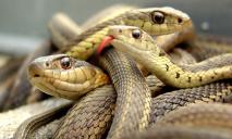 Еще придется терпеть: днепрян предупредили о змеях
