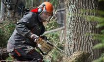 Под Днепром массово уничтожают деревья