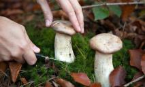 Целая семья могла умереть от отравления ядовитыми грибами