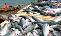 Браконьеры выловили 9 тонн рыбы