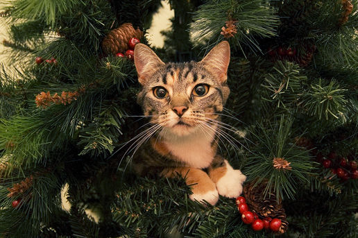 Новости Днепра про БИОМИР - держите новогоднюю мишуру подальше от животных