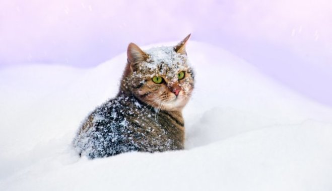 Новости Днепра про «ЭлитВет» напоминает об особенностях зимнего ухода за животными