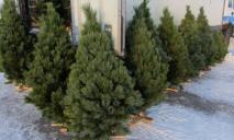 Как продавались новогодние елки в регионе