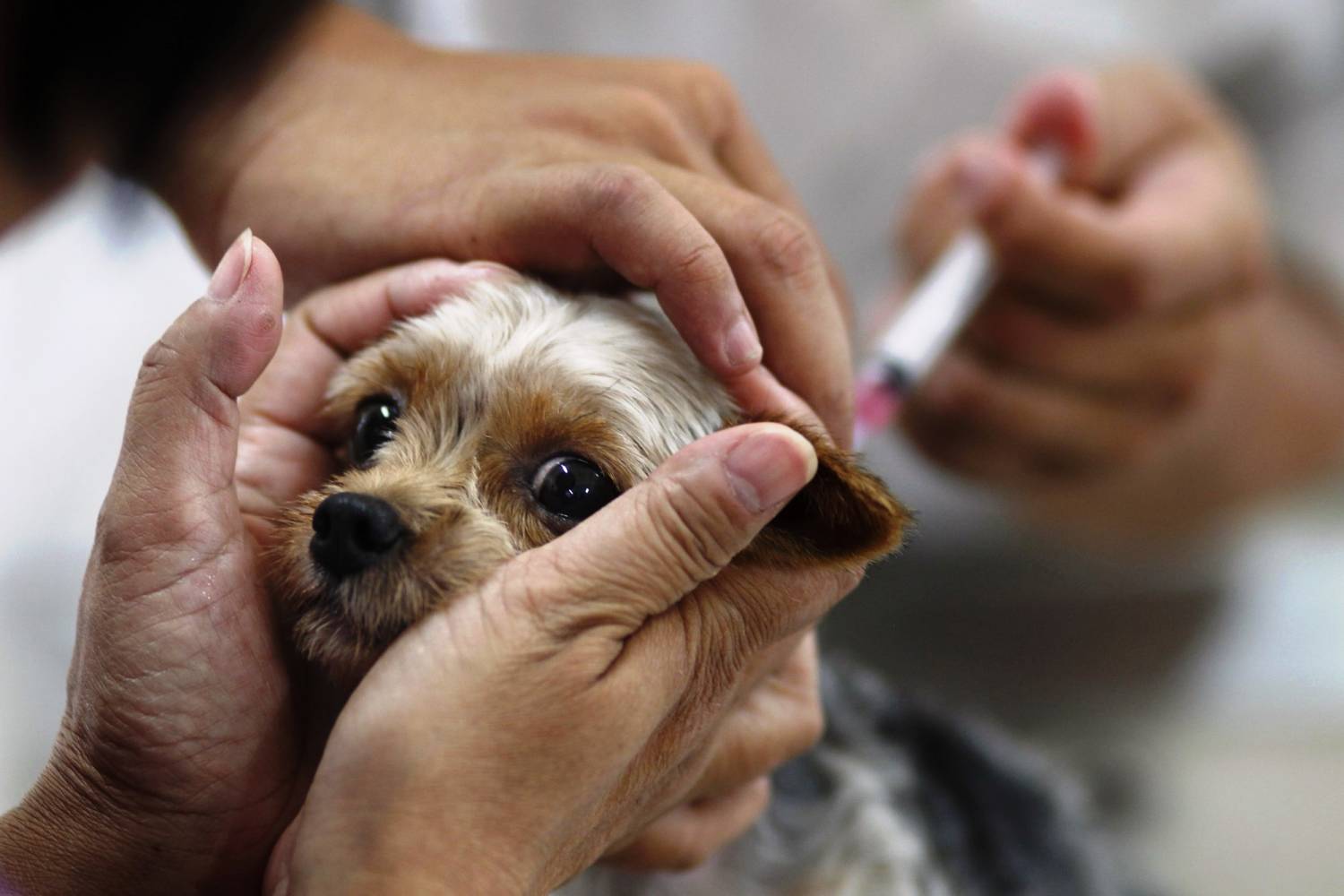 Новости Днепра про Клиника «Биомир» о профилактике дирофиляриоза у собак