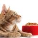 О вреде однообразного кормления котов: советы от клиники «Биомир»