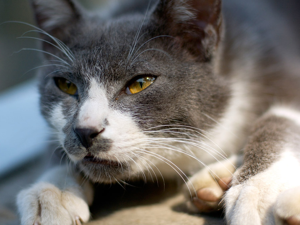 Новости Днепра про Правильный уход за кастрированным котом – залог его долгой и здоровой жизни