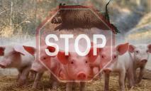Чума свиней на Днепропетровщине: подробности