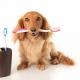Клиника «Биомир» рекомендует: профилактика зубного камня у кошек и собак