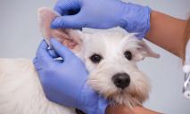 Гигиена ушной раковины животных: за и против (мнение специалистов клиники «Биомир»)