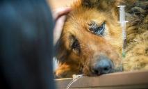 В Днепре в необычных условиях спасали служебных собак