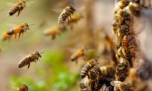 Детей спасали от роя пчел: подробности