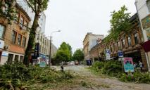 Днепряне требуют от властей оставить в покое деревья на улице Короленко