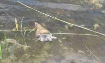 В Днепропетровской области гибнут черепахи: пользователи соцсетей возмущены
