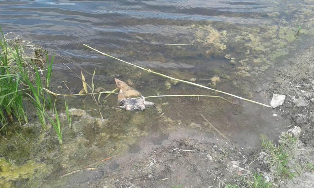 В Днепропетровской области гибнут черепахи: пользователи соцсетей возмущены. Новости Днепра