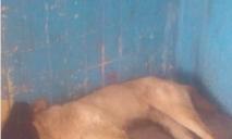 «Выкололи глаза и выбросили под подъезд»: на Днепропетровщине неизвестные зверски расправились с собакой
