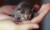 Замуровали живьем кошек с новорожденными котятами в подвале жилого дома