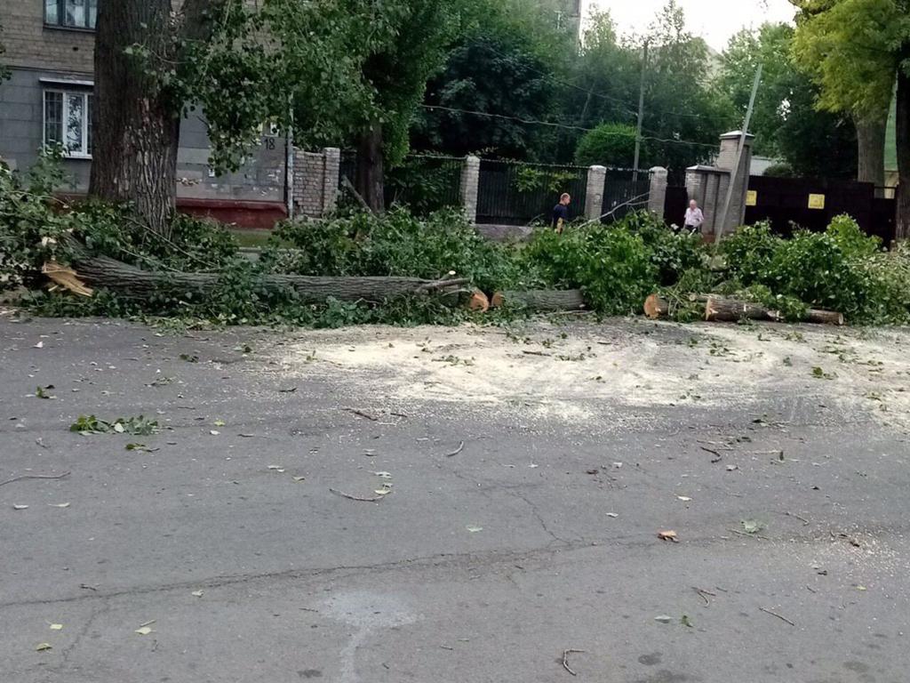 В Днепре упало дерево и заблокировало движение трамваев: подробности. Новости Днепра