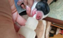 Неизвестные выбросили новорожденных щенков в завязанном пакете на солнце