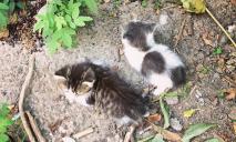 Живодеры Днепра: новыми жертвами стали крохотные котята
