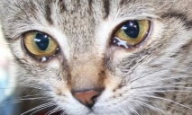 Сожгли котят заживо: шокирующие подробности издевательств над животными в Днепре