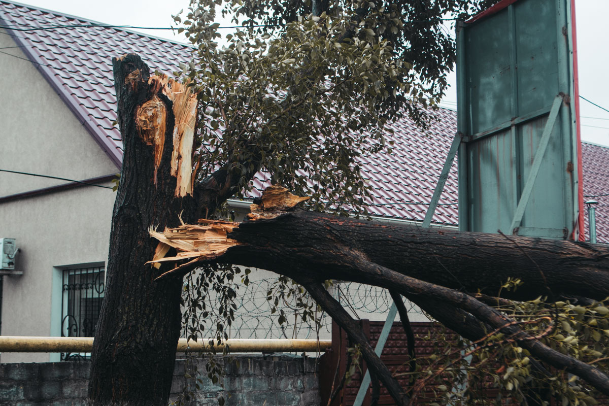 Непогода «наносит удар»: дерево упало на припаркованную машину. Новости Днепра