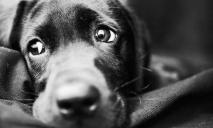 Отрезали уши и шкуру: живодеры жестоко расправились с собакой