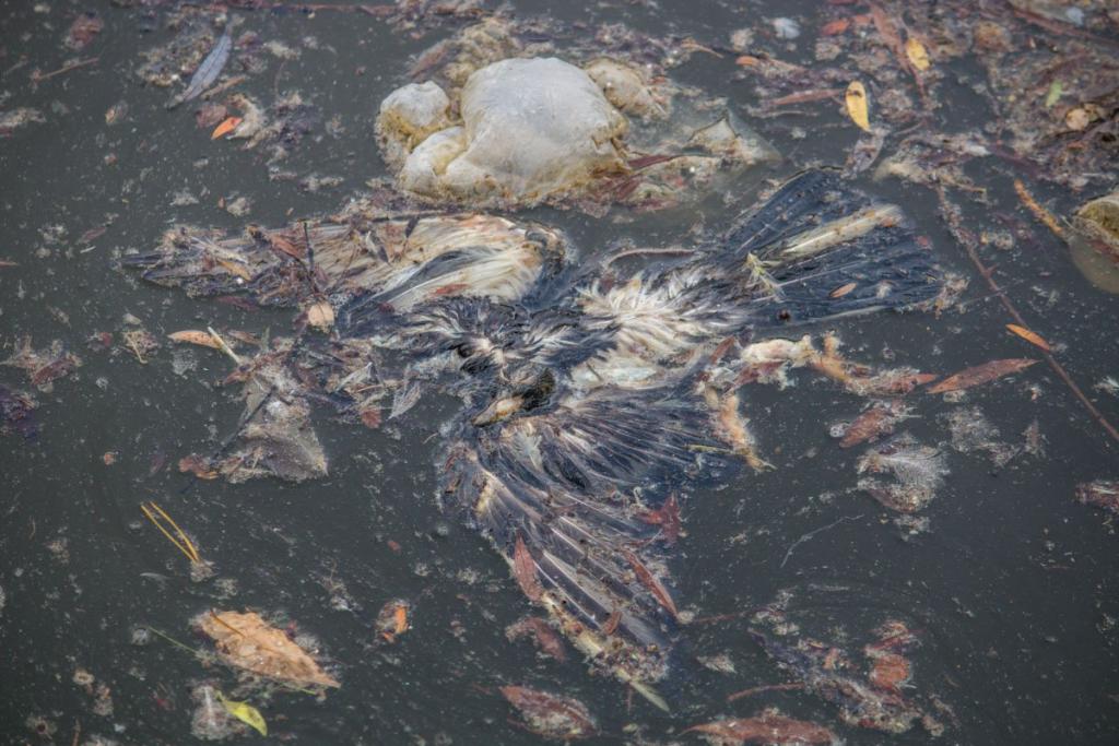 Мертвое озеро: в центральном парке Днепра массово гибнут птицы. Новости Днепра