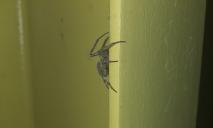 «Размером с детскую ладонь»: днепрян напугали большие пауки