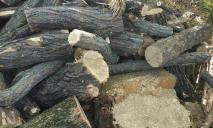 Уничтожение природы: в Днепре все чаще ловят незаконных лесорубов