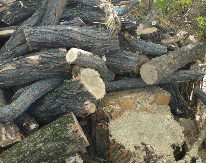 Уничтожение природы: в Днепре все чаще ловят незаконных лесорубов. Новости Днепра